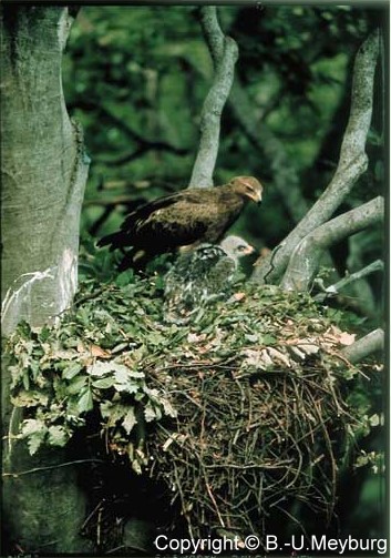 Eagle Aquila pomarina